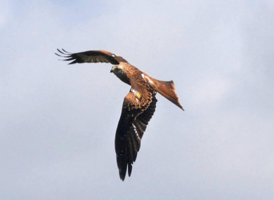 Efforts are being made to reintroduce the red kite in Northern Ireland.