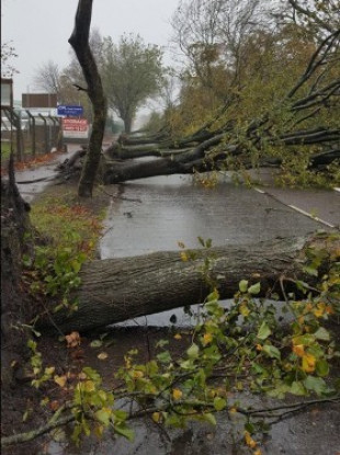 A succession of trees lie fallen in the wake of Storm Ophelia on Centre Park Road in Cork city.