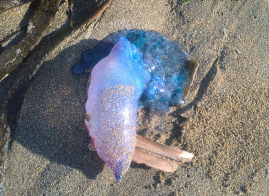 A portuguese man o'war spotted by a reader in Kilkee, Co Clare.