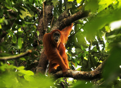 A Sumatra orangutan