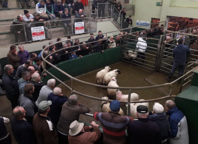 Kenmare Mart in full flow at one of its twice-weekly sales.