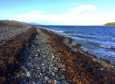Kelp washed up on Bantry shore in September