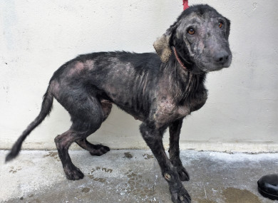 Ivy, as she has been named by DSPCA staff.