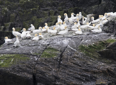 Gannets gather on Little Skellig