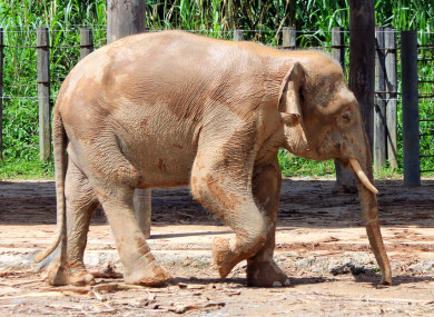 A pygmy elephant (File Photo)