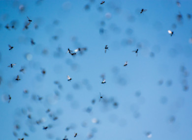 Flying ants in a swarm