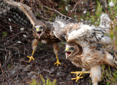 Rare one month old Hen Harrier chicks