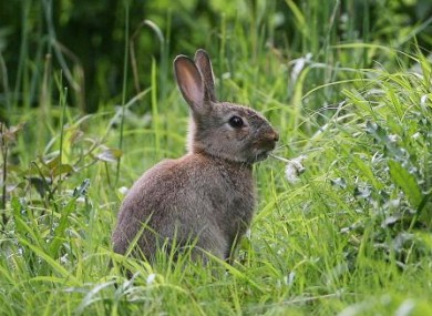 A common rabbit making a meal out a dandelion in Dublin's Phoenix Park.