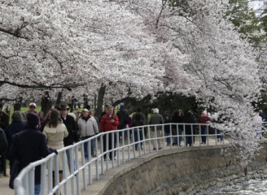 The cherry on top: it's National Cherry Blossom Festival in Washington, US. Nice.