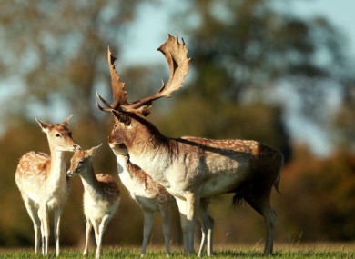 Fallow deer during the rutting season in the Phoenix Park, Dublin.