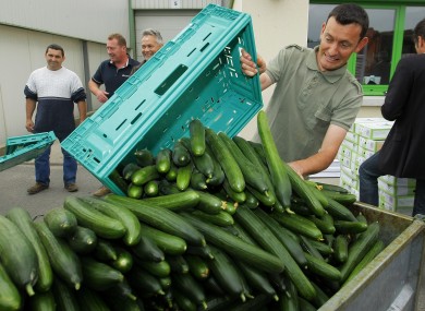 A French farm worker dumps cucumbers after failing to sell them at market, as the European E. coli scare continues.