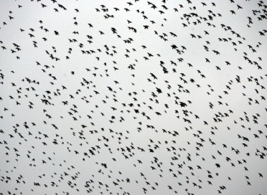 File photo of a flock of starlings, picture date: 2005.