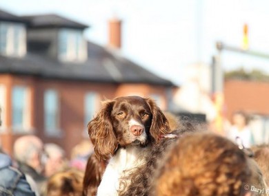 A dog looks over the 5,000-strong crowd at protests in Clontarf today.
