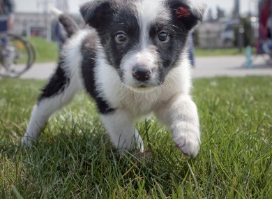 Panda, a rescued stray puppy, strolls on the grass during a protest against euthanasia of stray dogs in Bucharest earlier this year.