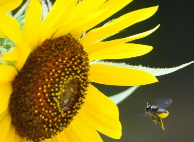 We're busy little bees in Ireland according to Eurostat...