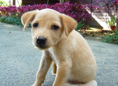 File photo of a Labrador puppy, sober
