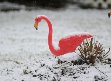 A light snow falls on a pink flamingo in Pottsville, Pennsylvania