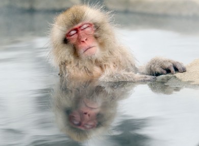 A Japanese snow monkey relaxes in a hot spring in Nagano.