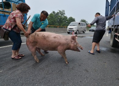 People try to catch pigs on the Chengdu-Pengzhou Freeway in China after a truck carrying 18 of the animals rolled over.