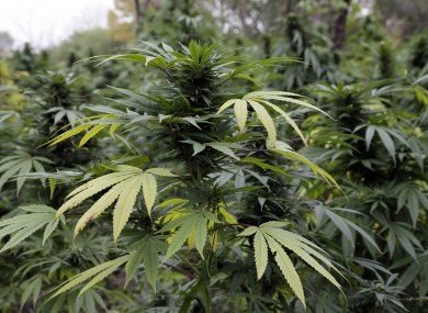 Cannabis plants (File photo)