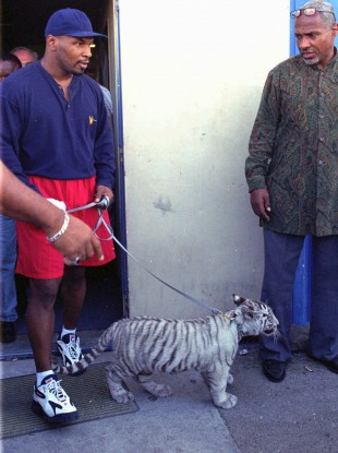 Mike Tyson with a pet tiger in 1995 - celebrity examples of owning exotic pets make them even more desirable to the regular consumer, conservationists claim.