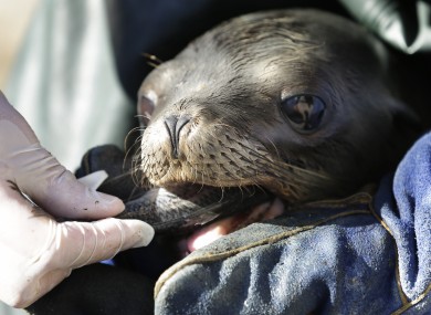A malnourished and stranded sea lion being fed in San Diego, California in February.