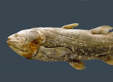 This 2008 image made available by the Smithsonian's National Museum of Natural History shows an African coelacanth (Latimeria chalumnae).