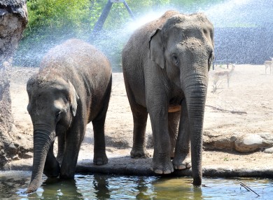 Keepers keep elephants cool at Dublin Zoo this week.