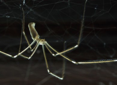 A cellar spider, or Daddy Longlegs