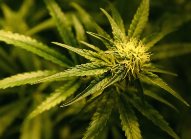 File photo of a cannabis plant.