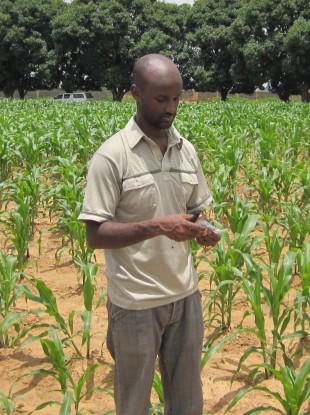 PhD student Girum Azmach inspecting IITA high vitamin A maize lines in field trials in Nigeria.