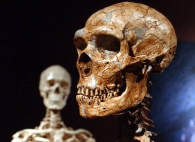 Neanderthal skull, only gorgeous.