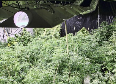 File photo of cannabis grow house