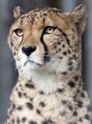 File photo of a cheetah.