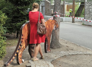 A reporter stands facing the Sumatran tigers' pen in the zoo.