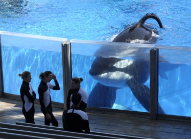 Killer whale Tilikum - featured heavily in the 2013 documentary 'Blackfish' - pictured at SeaWorld in Orlando.