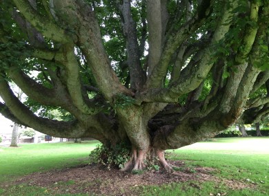 The Champion Sycamore at Gormanston College, Co Meath.