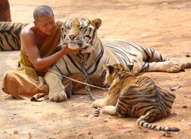 File image of a tiger at the temple.