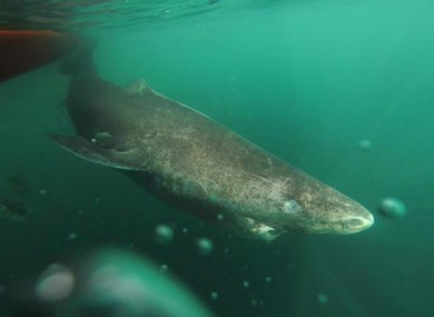 Undated photo of a Greenland shark slowly swimming away from a boat, returning to the deep and cold waters of the Uummannaq Fjord in northwestern Greenland.