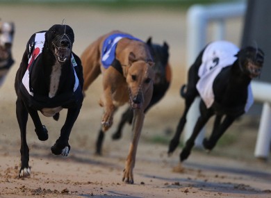 most expensive dog race