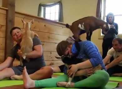 'Goat yoga' in New Hampshire.