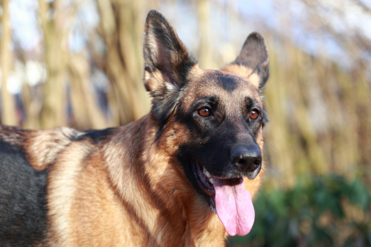 10 Of The Best Police Dog Breeds In The World PetlifeAU™ vlr.eng.br