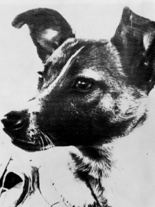 Laika the dog, the first creature to be alive in space.