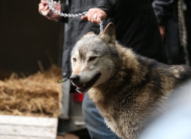 The wolf was captured by police and sanctuary staff.