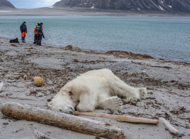 The bear in question