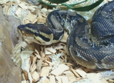 Penelope
