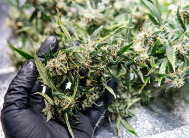 The drugs were discovered in a grow house in Dunmanway.