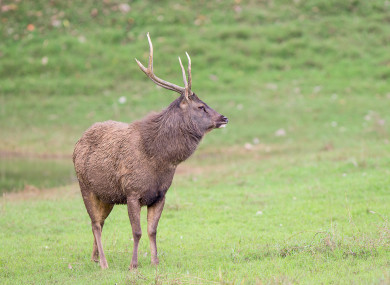 The type of deer involved in the attack is unknown, but there's a large population of Sambar deer in the area, according to ABC News.