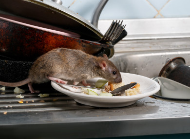 File image: A Garda Recreation Club was closed last month after rodent droppings were found in kitchen, bar and carvery areas.