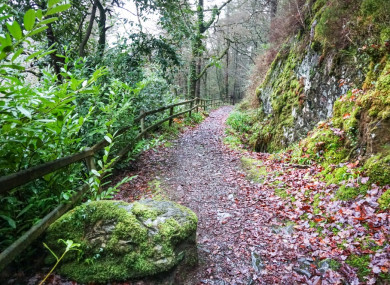 Walking through Devil's Glen, Co Wicklow.